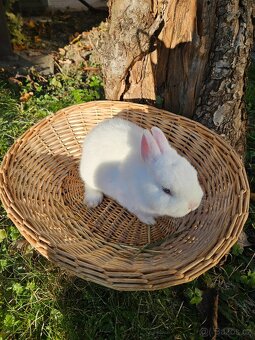 Zakrslý králík - 11