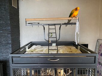 Aratinga Sluneční - Ručně Dokrmená samička - mega mazel - 11