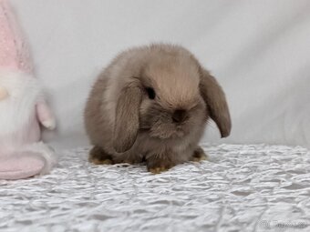 Minilop - zakrslý  králíček, beránek - 11