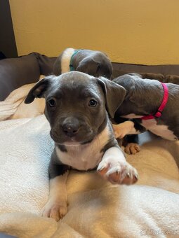 Americký stafordšírsky teriér - 11