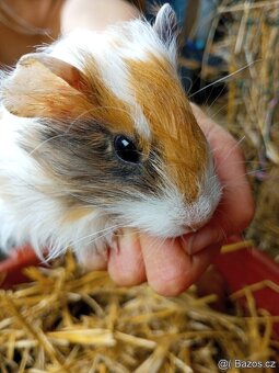 Morčata - samečci - 11