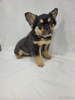 Francouzský buldoček - 11