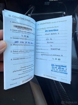 Americké stafford - 11