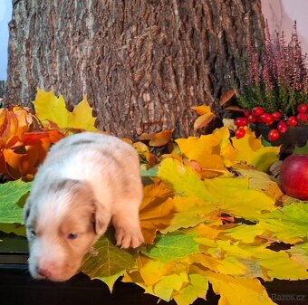 Australský ovčák s PP - 11