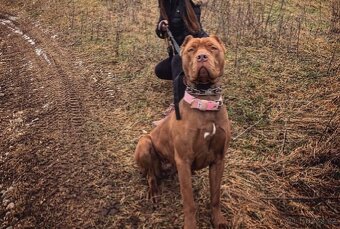 Bandog, Mastiff, Molos - 11