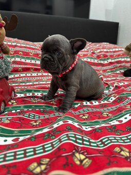 Francouzský buldoček - 11