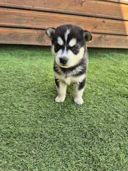 Sibiřský Husky - štěně - 11