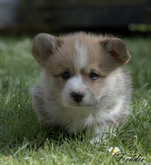 Welsch corgi pembroke s PP - 11
