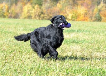 Flat Coated Retriever - pejsci s průkazem původu - 11