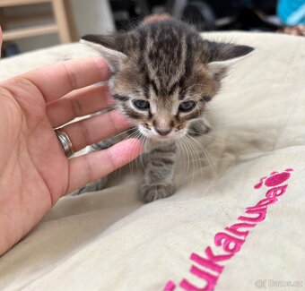 Bengálská/britská koťata - 11