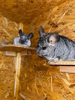 Prodám voliéru pro činčily + dvě činčily (bratři, 3 roky) - 11