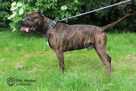 Sorbon - bandog kříženec - 11