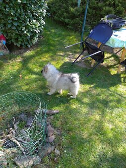 Německý vlčí špic (keeshond) - štěńátka s PP - 11