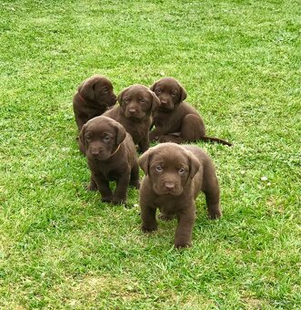 Štěňátka labradorského retrívra - 11