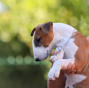 Bullterrier, Bullterier, Bulterier - 11