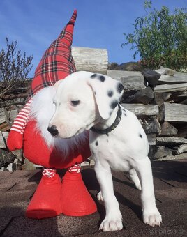 Dalmatin již k odběru - 11