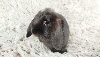 Zakrslý beránek, králíček, králík - ELLA - 11