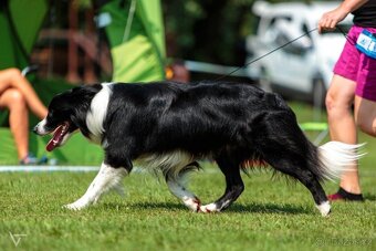 Štěňata border kolie s PP - již k odběru - 11