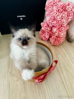 3 krásná koťátka plemene Ragdoll 🖤🐈 - 11