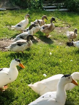 Kachny, kachny a kachny - 11