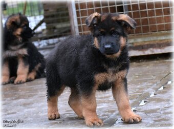 Německý Ovčák štěňata , krátkosrstý pes - 11