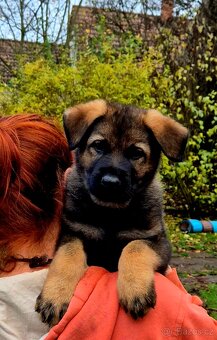 Německý ovčák štěňata s PP černá  a vlkošedá - 11