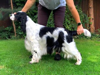 Anglický špringršpaněl štěně - 11