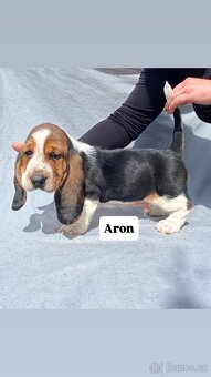 Štěňata Basset hound - 11