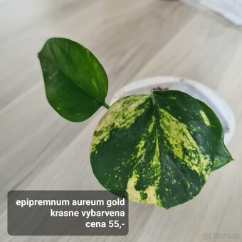 Pokojovky / pokojove rostliny - 11