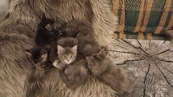 KOŤÁTKA MAINSKÁ MÝVALÍ - 11