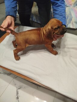 RHODESKY RIDGEBACK - 11