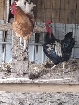 prodám kohouty - 11