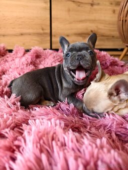 Francouzský buldoček štěňátka - 11