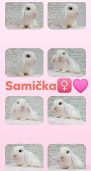 Volná samička - Anglický Zakrslý Beránek MiniLop🍑 - 11