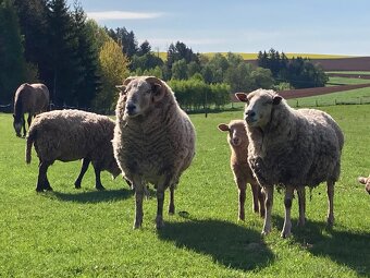 Prodám letošní jehňata - kříženci Suffolk - 11