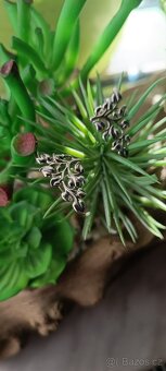 Náušnice stříbro - 11