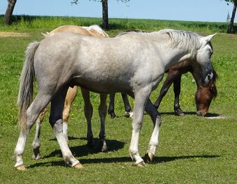 Prodám hřebečka Welsh pony, sekce B, s PP. - 11