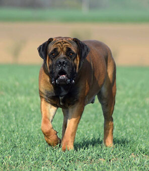 boerboel ballotada  -chovná  fena 1 rok - 11