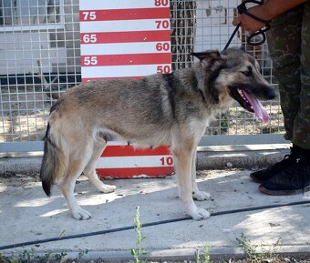 ADDY K ADOPCI - 3 ROKY, MILÁ, UČENLIVÁ, VDĚČNÁ - 11