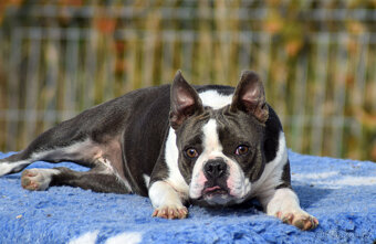 bostonský teriér  s PP  - modrý+lilac pejsek,  modrá holčiča - 11