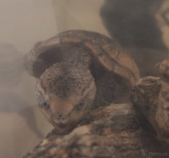 Klapavka obecná + vybavení. - 11