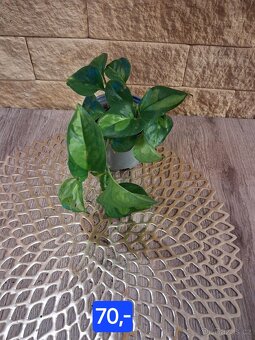 Pokojové rostliny 1 - 11