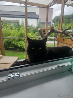 Mainská mývalí krytí - 11