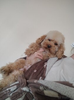 Maltipoo - 11