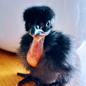 Kuřata 15 plemen pod Kvočnu a proty co neumí líhnout. - 11