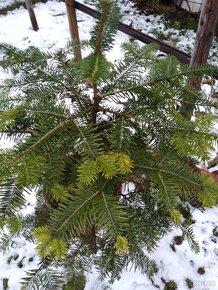 Jedlička a smrček pro Vás  stromeček Natur ze zahrádky - 11