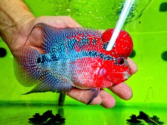 Flowerhorn Super red Dragon. - 11