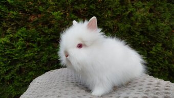 Zakrslý beránek, králíček, králík- ONDŘEJ A OLAF - 11