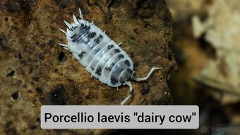 Stínky - isopody - 11