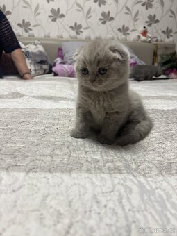 Skotská klapoucha kotatka - 11